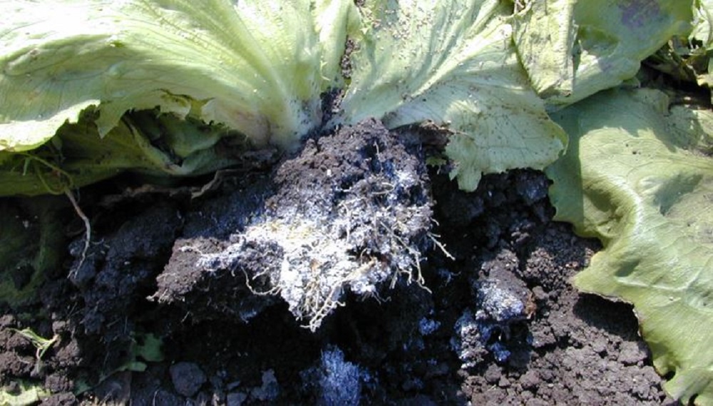 Lettuce root aphid damage